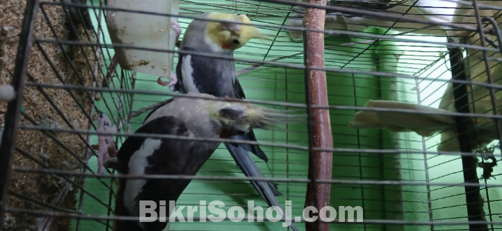 ককাটেল পাখি